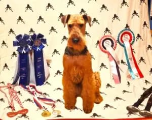Giovanni – Airedale Terrier Welpe, Sachsen, Raised by Zwinger vom Elbsandstein
