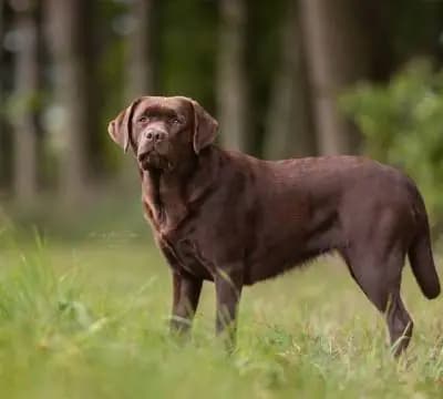 H... vom Hisselsberg (lila) – Labrador Retriever Welpe, Hessen, Élevé par Labrador Retriever vom Hisselsberg