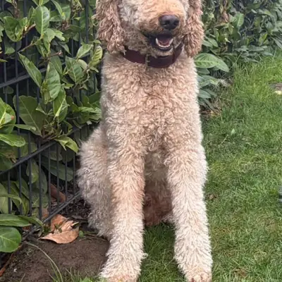 Père: Cooper