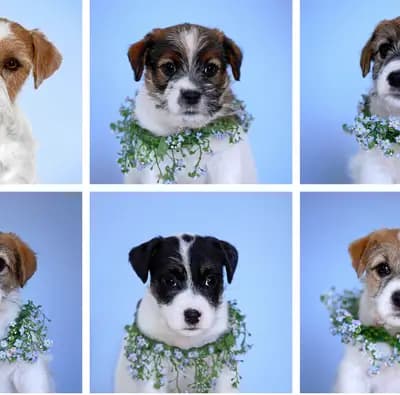 L-Wurf anstatt X – Jack Russell Terrier Wurf, Schleswig-Holstein, Opdrættet af Jack Russell Terrier von der Bramau