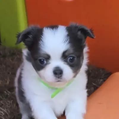 Chihuahuawelpen aus liebevoller kleiner deutschen Vereinsucht – Chihuahua Welpe, Nordrhein-Westfalen, Aufgezogen von Vom Bergmannsplatz