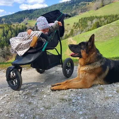 Deutscher Schäferhund Zwinger von Groß-Zünder