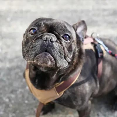 Nokart – Französische Bulldogge, Berlin, Im Tierheim Tierheim Berlin
