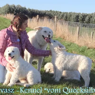 Kuvasz Zucht "Vom Quecksilber"