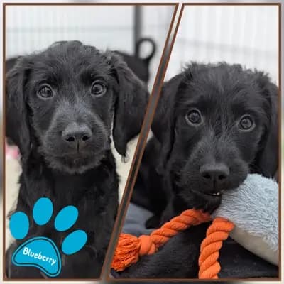 Fruit and Veggies – Labradoodle (Labrador x Pudel) Welpe, Niedersachsen, Aufgezogen von ChocoDoodle