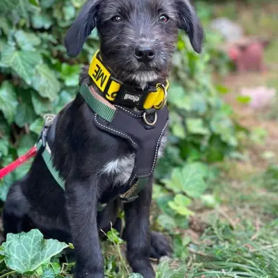 Millie – Mischling, At shelter Animal Souls e.V.
