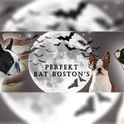 Perfekt Bat Boston's cover