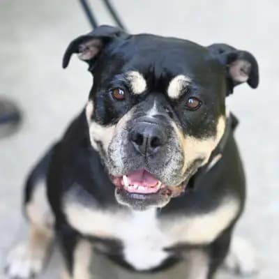 Bonny – Old English Bulldog, Berlin, Im Tierheim Tierheim Berlin