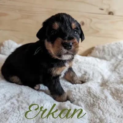 Erkan – Wäller Welpe, Niedersachsen, Opdrættet af Wäller aus der Obergrafschaft