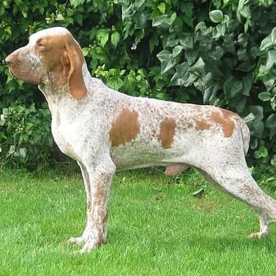 Bracco Italiano – Hunderasse
