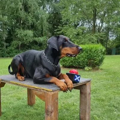 Dobermann – Hunderasse