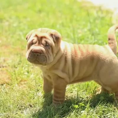 Shar Pei – Hunderasse