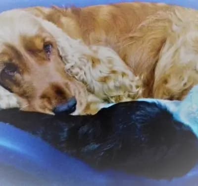 Englische Cocker Spaniels "vom Moorsbachtal" Liebhaberzucht seit 1994