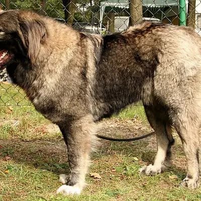 Kaukasischer Schäferhund – Hunderasse