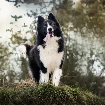 Yakutskaya Laika Sibirskaya Zima