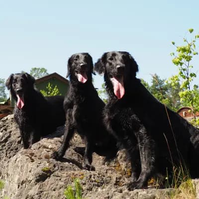Flat Coated Retriever vom Storchennest