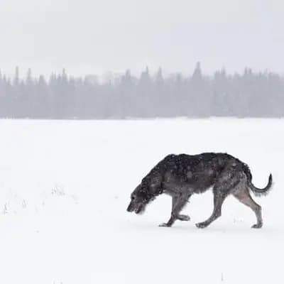 Irish Wolfhound – Hunderasse