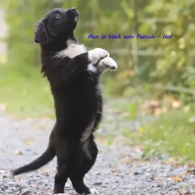 Men in black – Australian Shepherd Welpe, Rheinland-Pfalz, تمت تربيته بواسطة Australian Shepherds vom Purzels-Hof