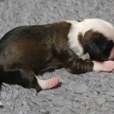 Kim – Tibet Terrier Welpe, Niedersachsen, Yetiştirildi von Rmi.lam Khyi