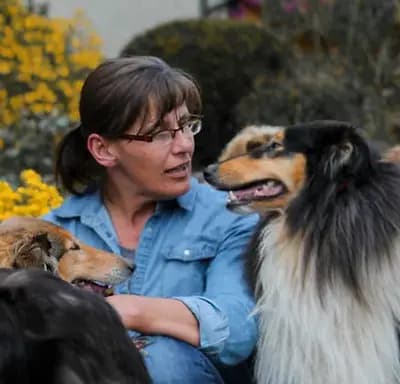 Collies of Yellow River