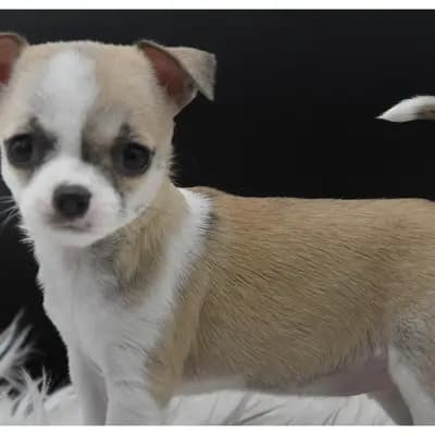 Chihuahuas von den Donau-Auen