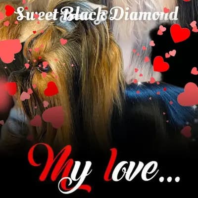 Yorkshire Sweet Black Diamond