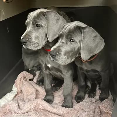 Doggen vom Blu-Beleza