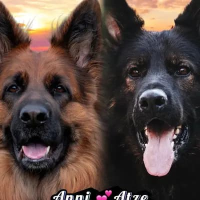 Wurfwiederholung Sommer 2026 – Altdeutscher Schäferhund Welpe, Baden-Württemberg, Aufgezogen von Altdeutsche Schäferhunde vom Hofe Sankt-Katharina