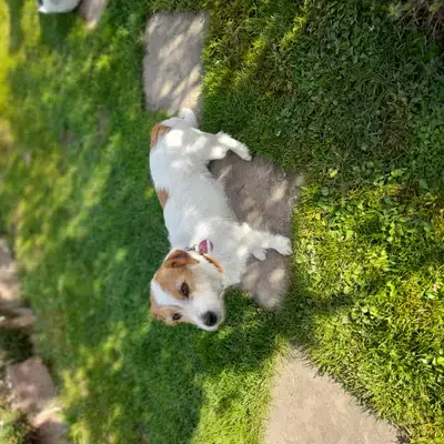 Amy image