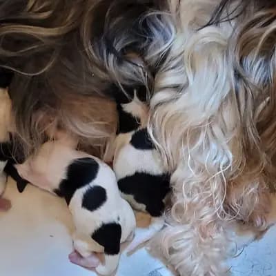 Weihnachtsgeschenke – Yorkiepoo Welpe, Hessen, Opdrættet af www.les-bijoux-des-rois.de