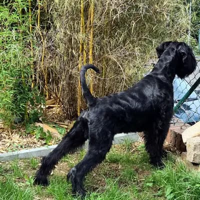 Loki