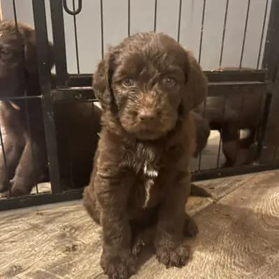 Labradoodle F1 Schokobraun – Labradoodle (Labrador x Pudel) Welpe, Bayern, Aufgezogen von Großpudel und Labradoodle vom Wörther Schlösschen
