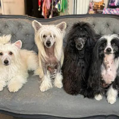 Chinese Crested, Powderpuff – Chinese Crested Dog Welpe, Niedersachsen, Vychovával The Bushwalker