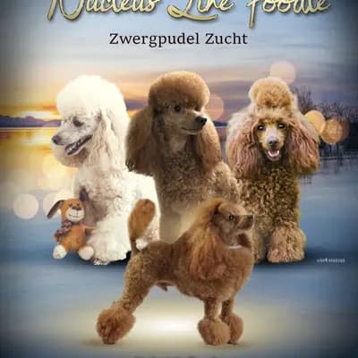 Nucleus Line Poodle