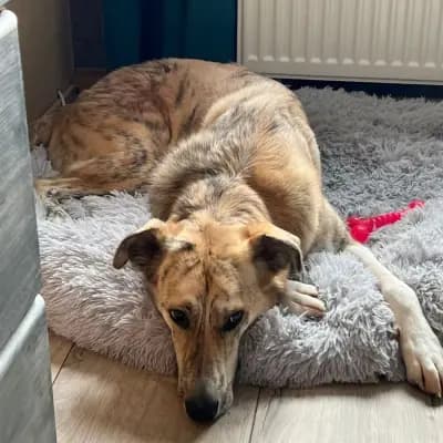 Balou – Magyar Vizsla, Krefeld, Im Tierheim TierRettung-Ausland e.V.