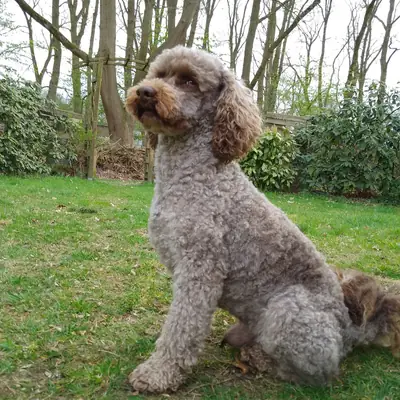 B-Wurf – Caniche Anão Wurf, Niedersachsen, Criado por Pudelzucht von der Jade