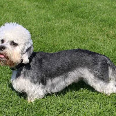 Dandie Dinmont Terrier – Hunderasse