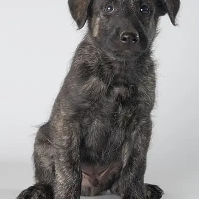 Ardennes S-Wurf – 阿登牧羊犬 Wurf, Bayern, 由...饲养 Bouvier des Ardennes Zuchtstätte Hasenhirsch