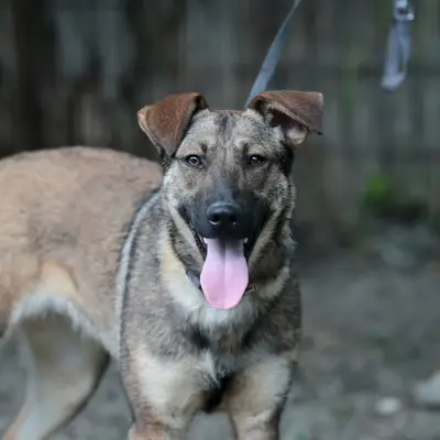 Resi – Schäferhund-Mix, Nordrhein-Westfalen, At shelter Fellfreunde e.V.