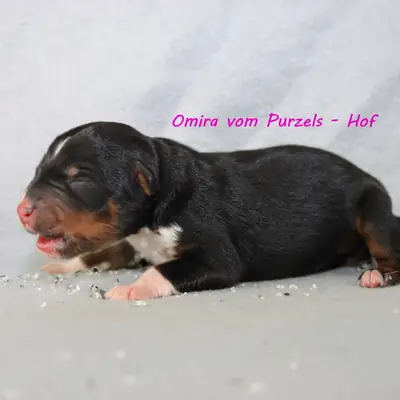 Omira – Australian Shepherd Welpe, Rheinland-Pfalz, Yetiştirildi Australian Shepherds vom Purzels-Hof