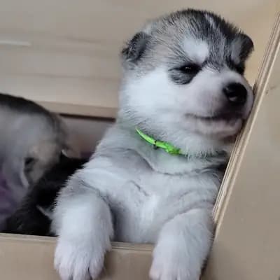 Bright Little Bear Caribbean Breece – Siberian Husky Welpe, Niedersachsen, Raised by Bright Little Bear