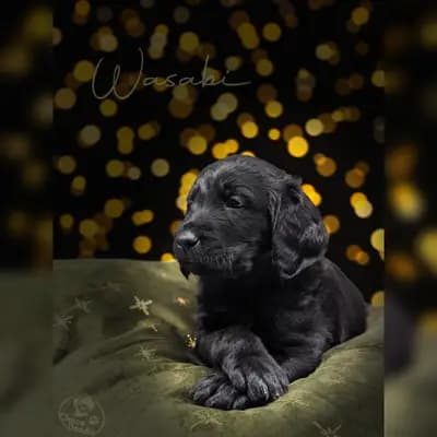 Wasabi – Labradoodle (Labrador x Pudel) Welpe, Niedersachsen, Aufgezogen von ChocoDoodle