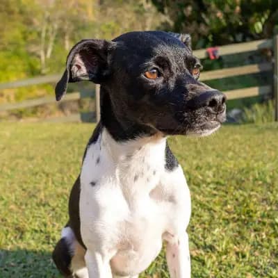 Brasilianischer Terrier – Hunderasse