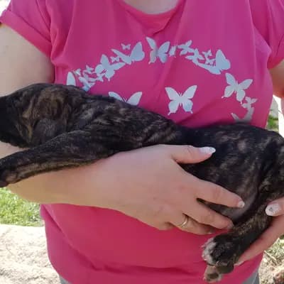 M-Wurf – Dog niemiecki Wurf, Thuringia, Wychowany przez Deutsche Doggen von AmasuDiamonds