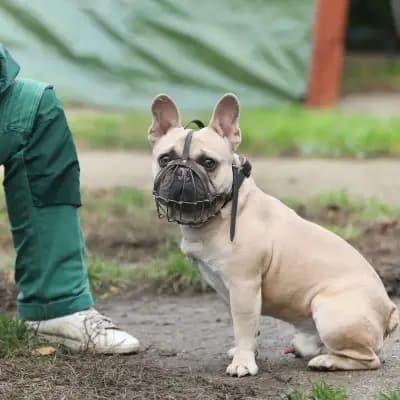 Cody – Französische Bulldogge, Berlin, Im Tierheim Tierheim Berlin