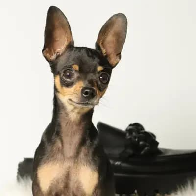 Deckrüde- Eleganter, kurzhaariger Russkiy Toy Deckrüde – Russkiy Toy (Kurzhaar) Welpe, Niedersachsen, Grootgebracht door Hundezucht "von Toy-Hit"