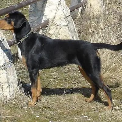 Erdelyi Kopo (Ungarische Bracke) – Hunderasse