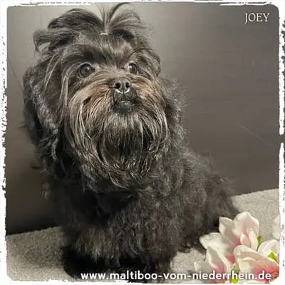 Joey (Joe Black Maltiboo vom Niederrhein) – Bolonka Zwetna (Nationale Rasse) Welpe, Nordrhein-Westfalen, Raised by Maltiboo vom Niederrhein
