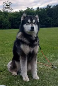 Odin
