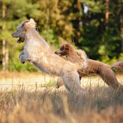 Labradoodle vom Asparagus